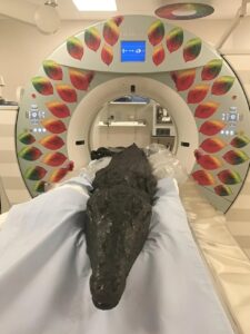 Krokodil in the CT-scanner - Foto University of Manchester